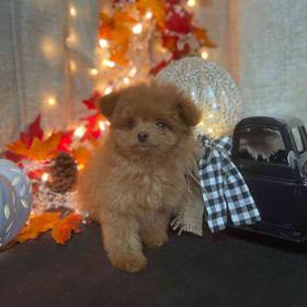 Pom-A-Poo