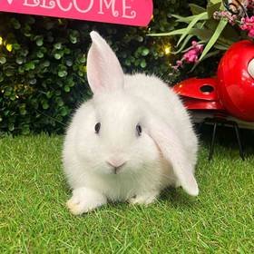 Flemish Giant Holland Lop Mix