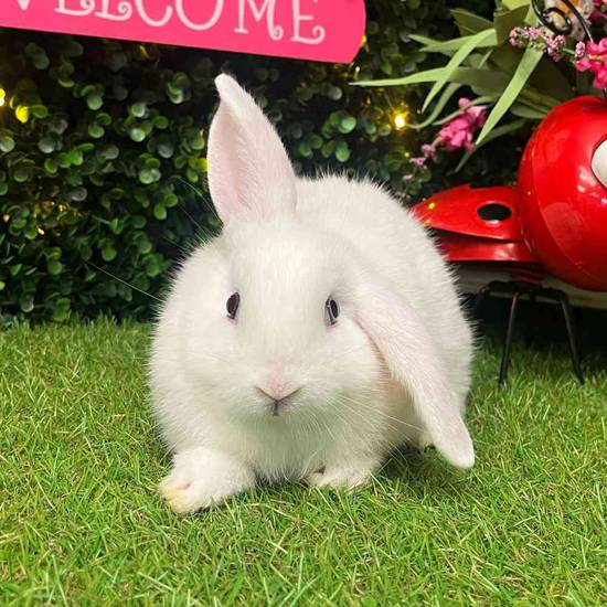 Flemish Giant Holland Lop Mix