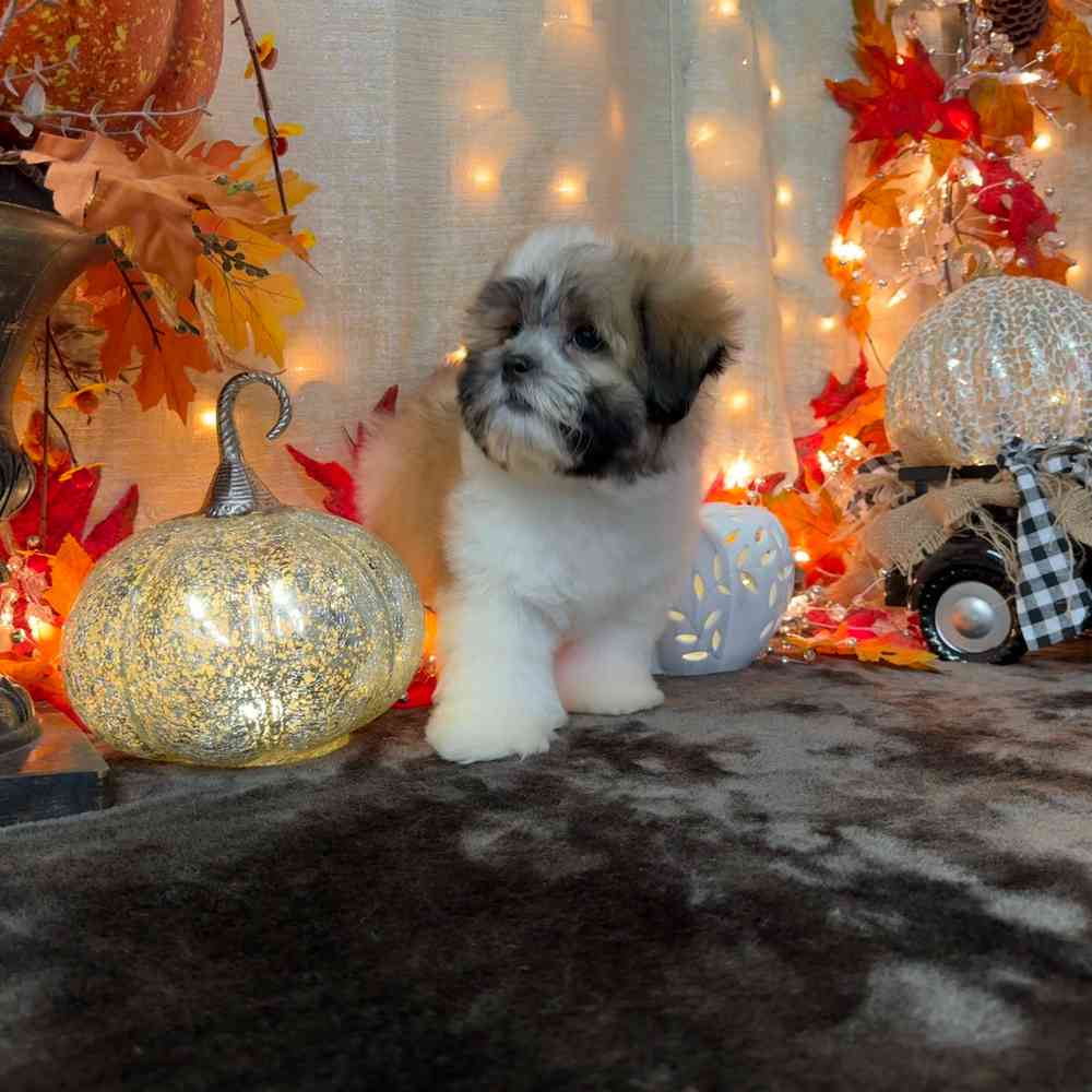 carousel pet images