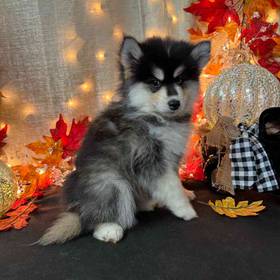 Pomsky