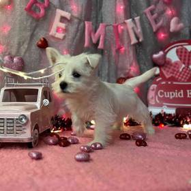 West Highland White Terrier