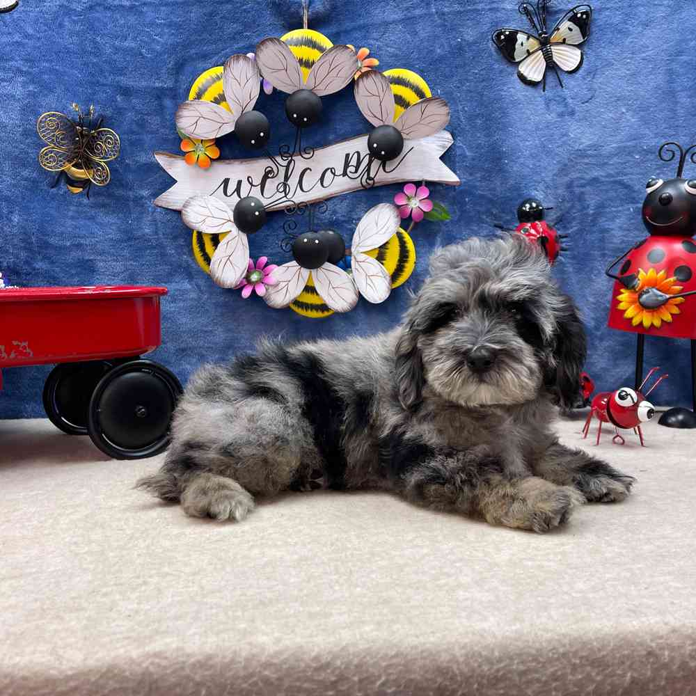 carousel pet images
