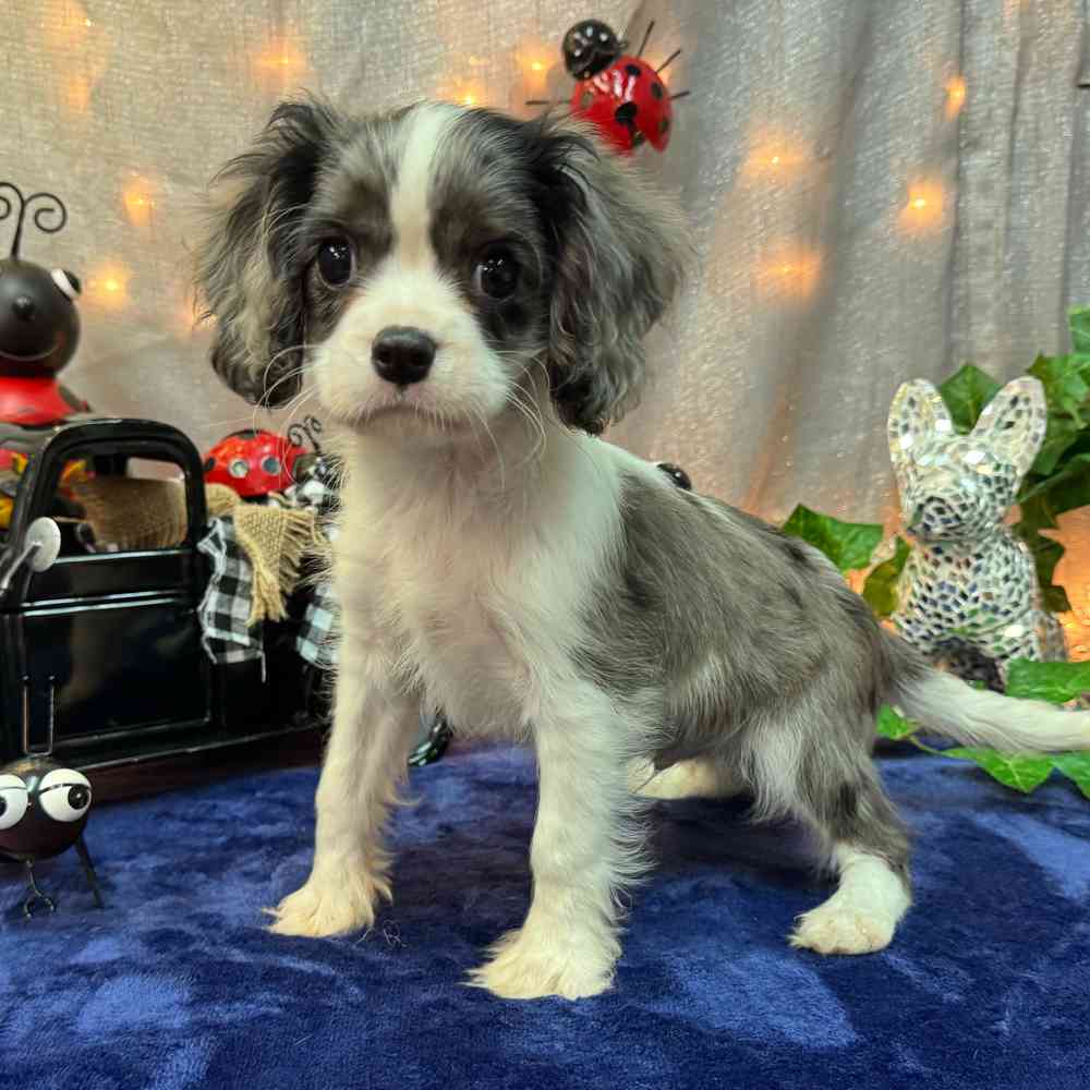 carousel pet images