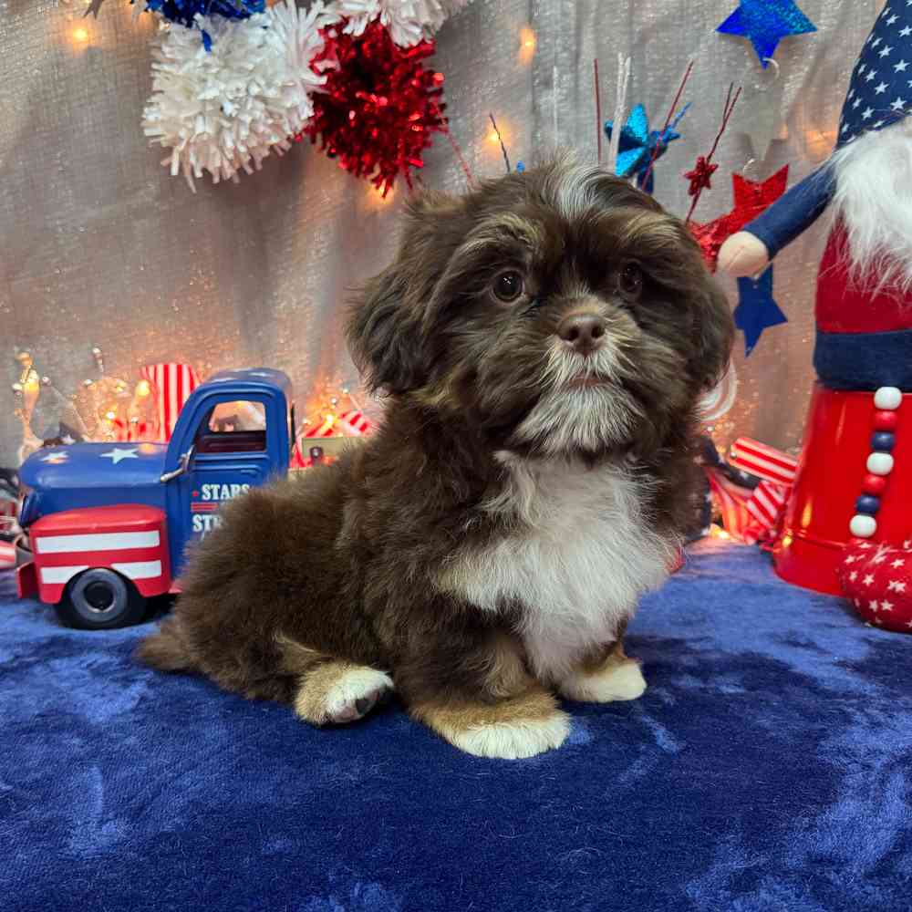 carousel pet images