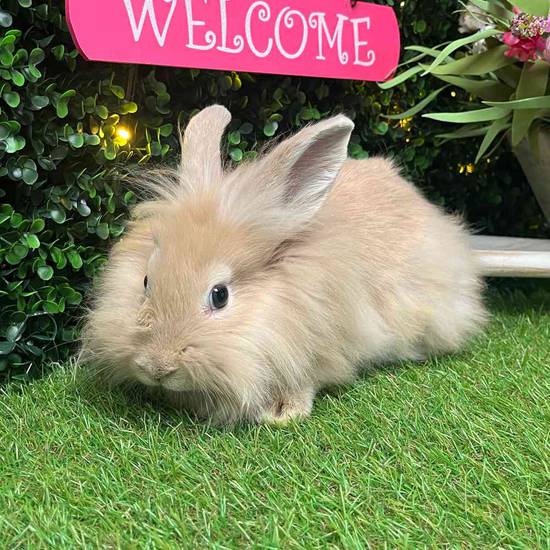 Lionhead