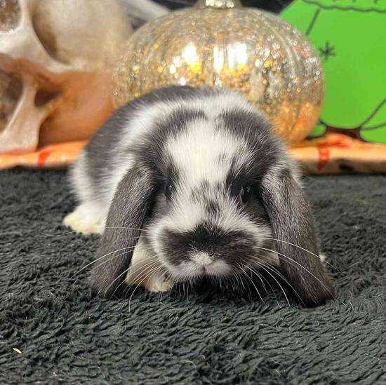 Holland Lop