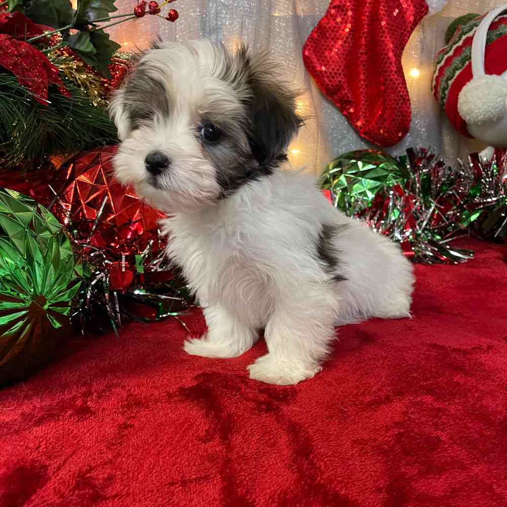 carousel pet images