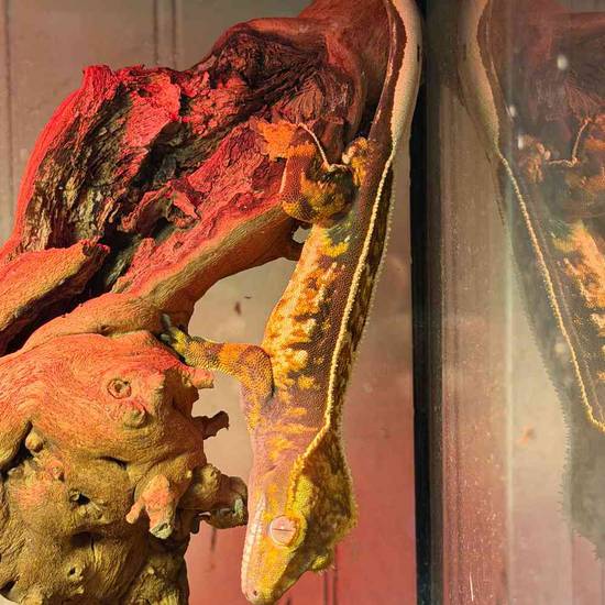 Crested Gecko