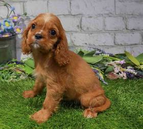Cavalier King Charles Spaniel