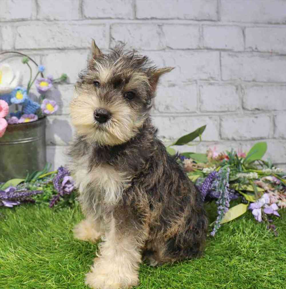 carousel pet images