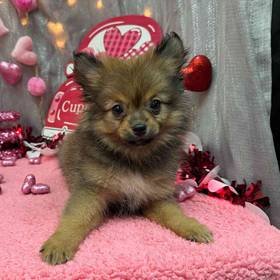 Pomeranian