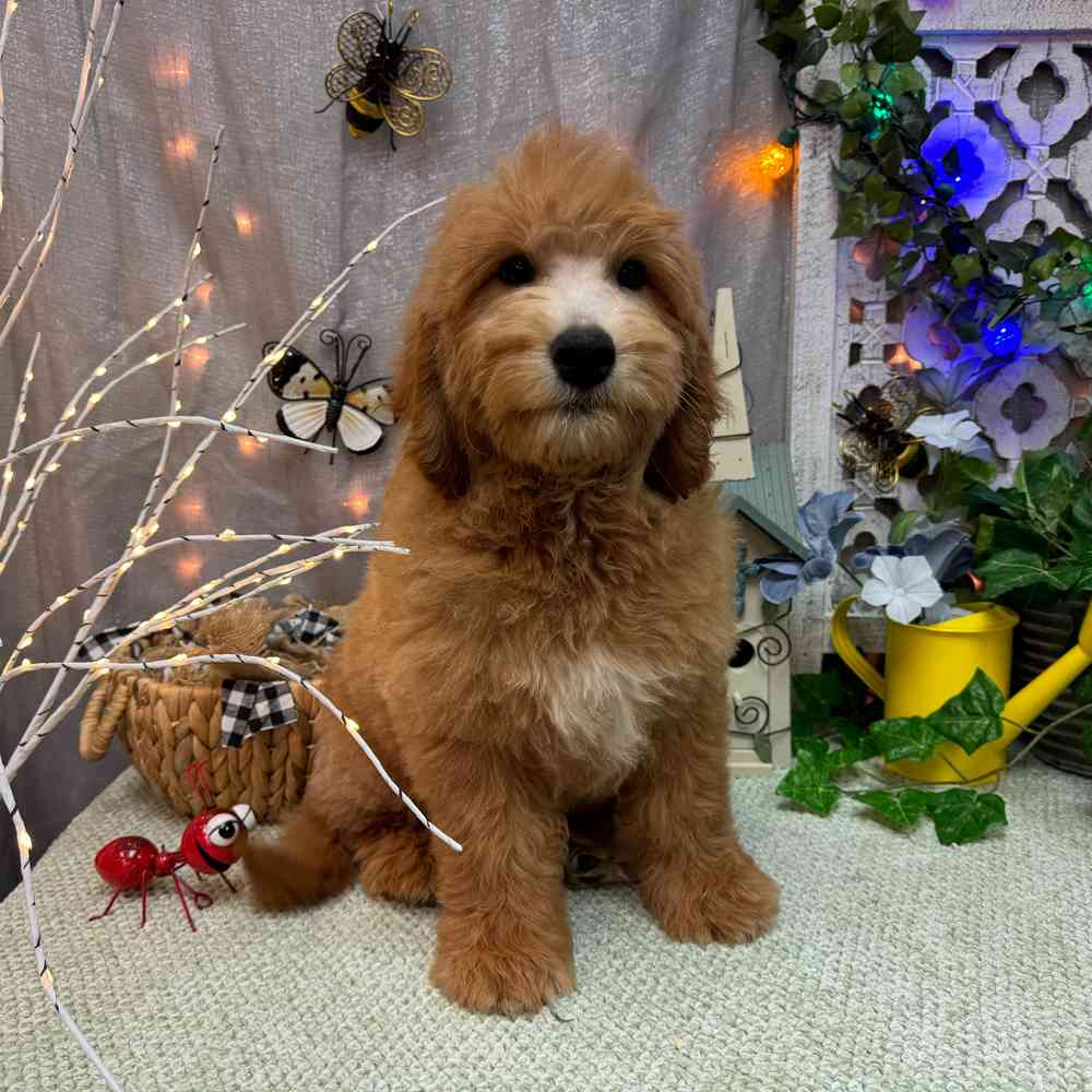 carousel pet images