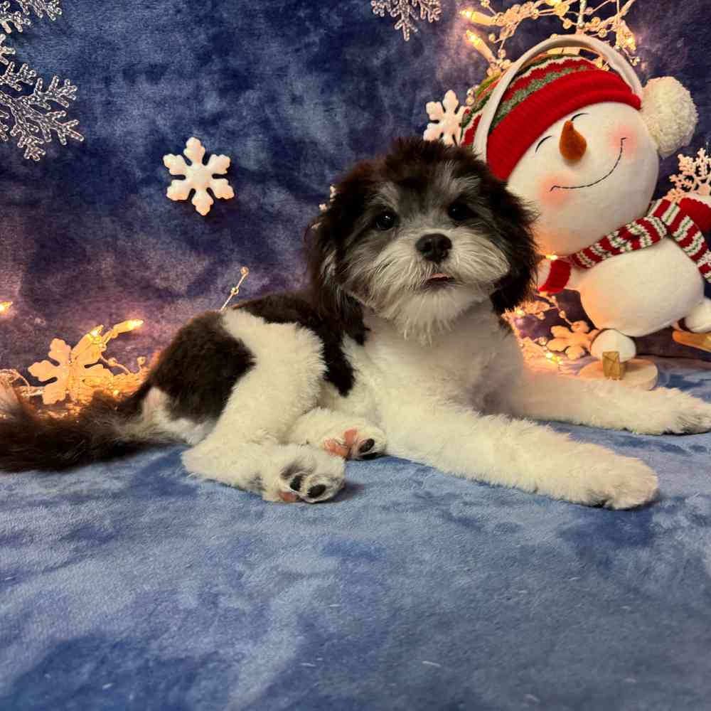 carousel pet images