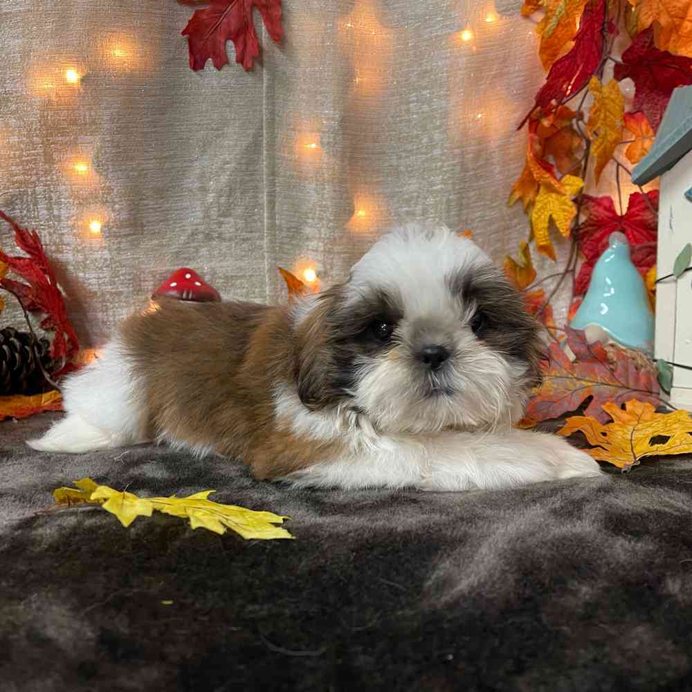 carousel pet images