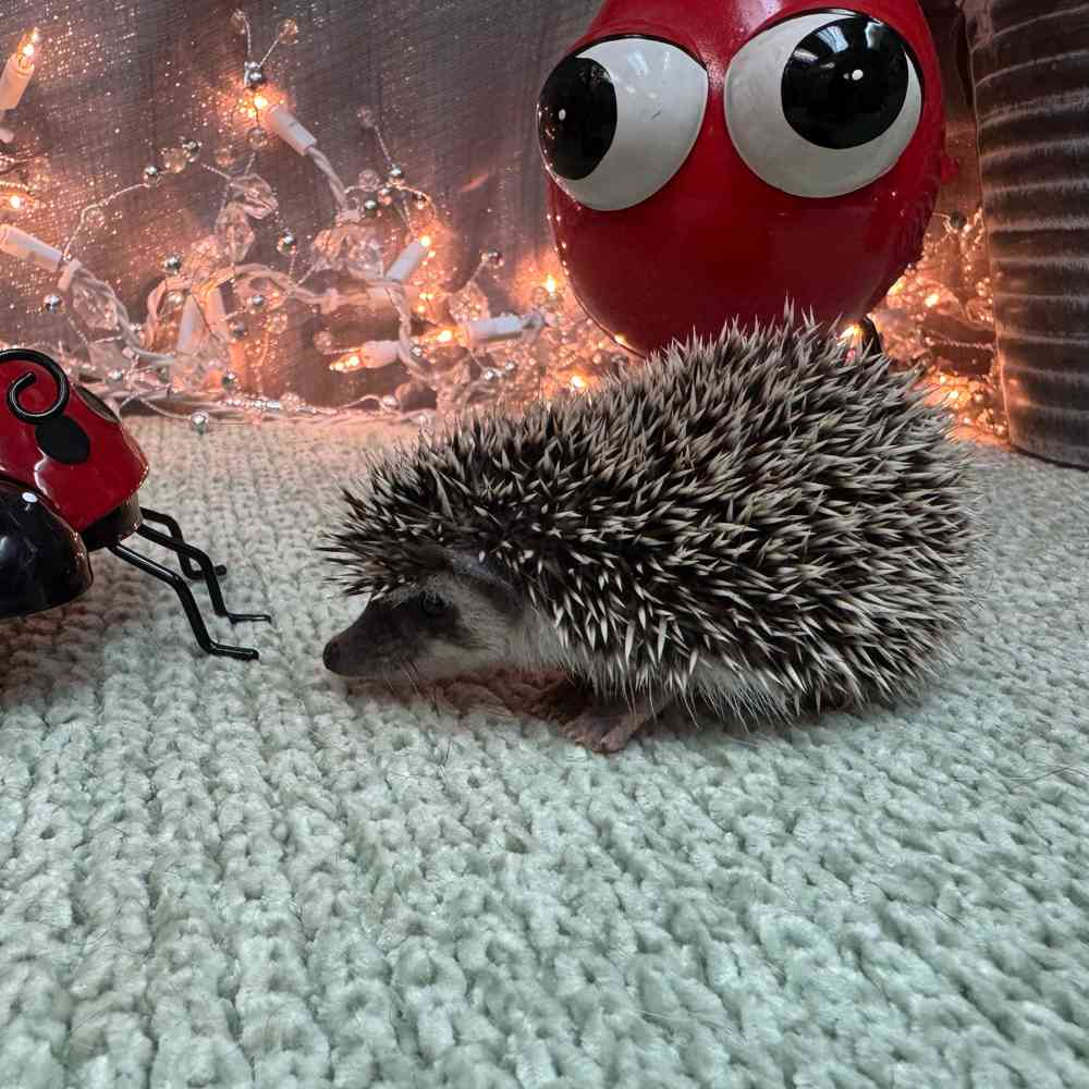 carousel pet images