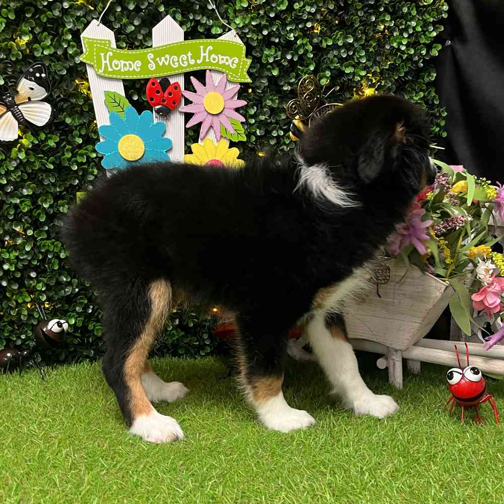 carousel pet images