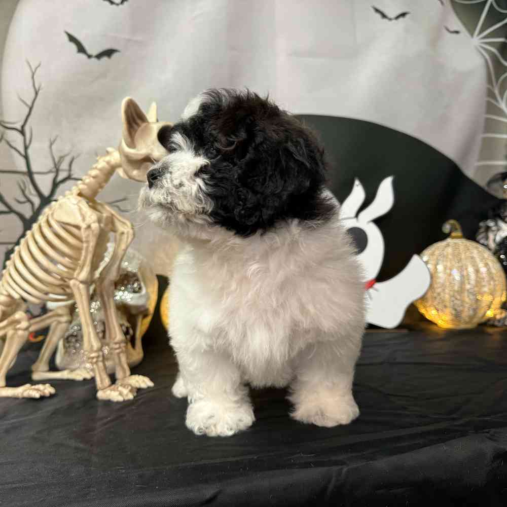 carousel pet images