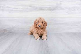 Mini Goldendoodle