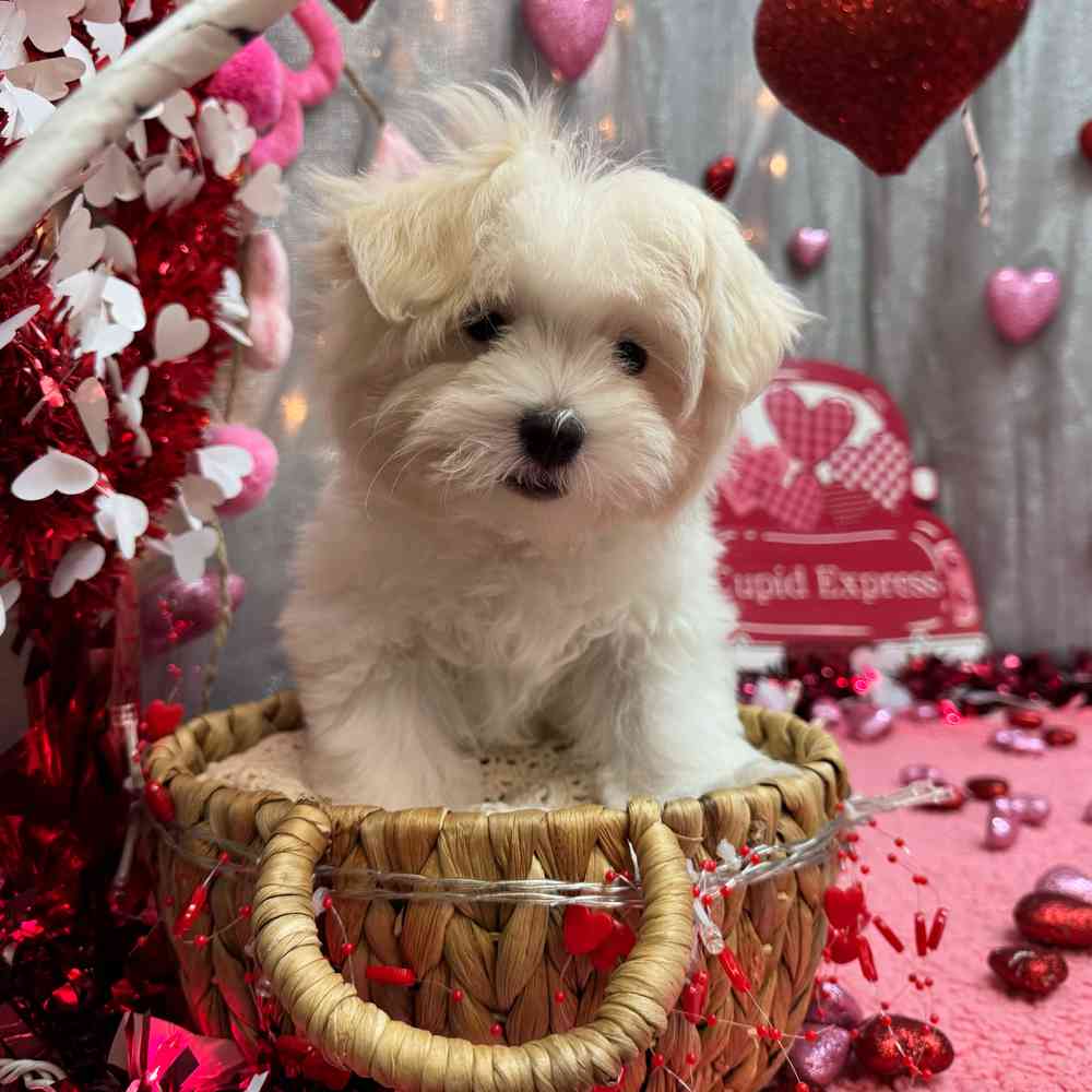 carousel pet images