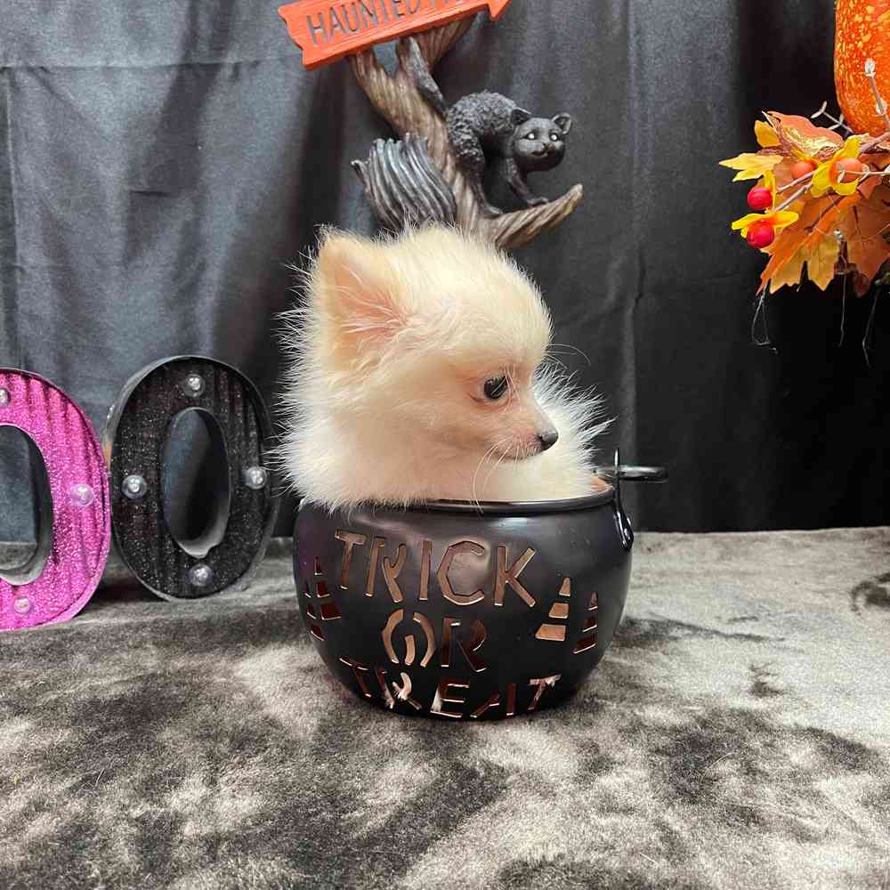 carousel pet images