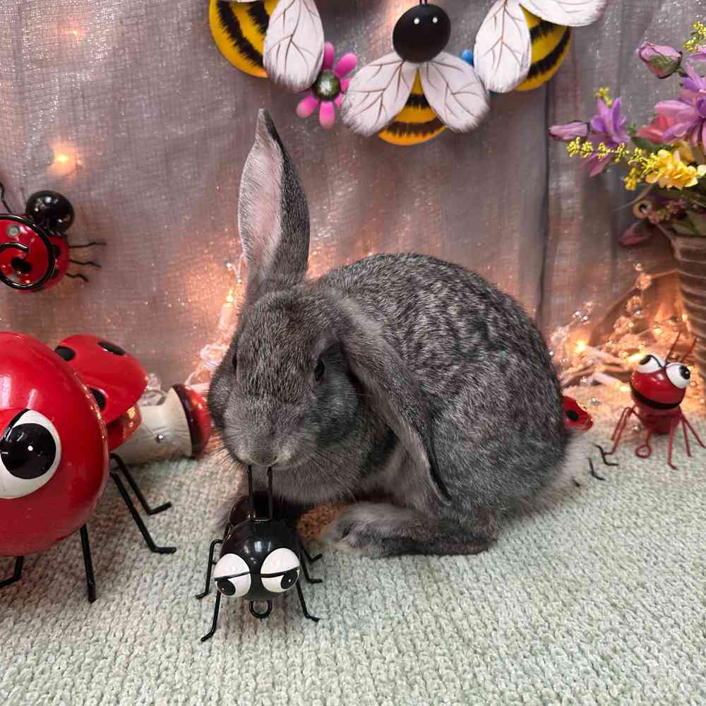 carousel pet images