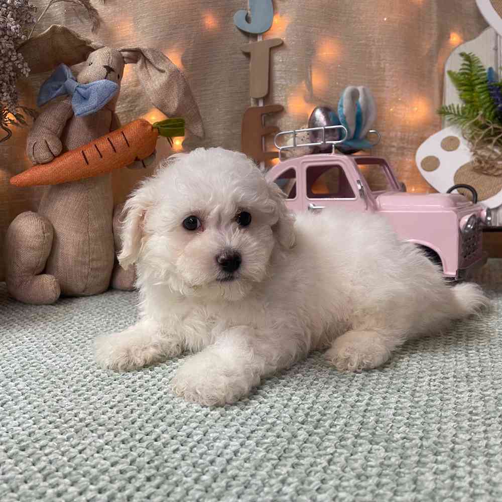 carousel pet images