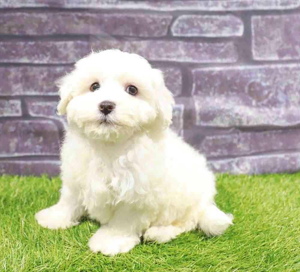 Image of a pet breed in the gallery