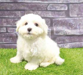 Bichon
