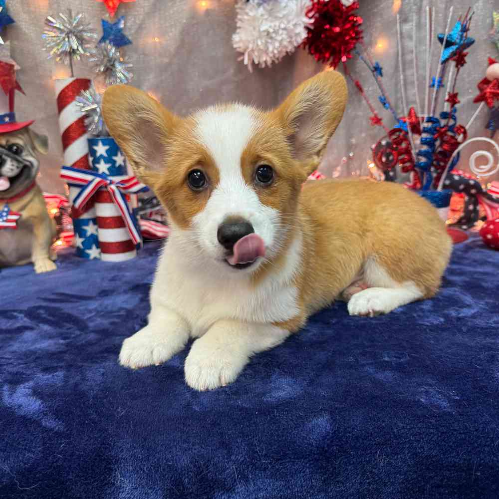 carousel pet images