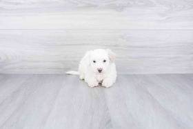 Havanese