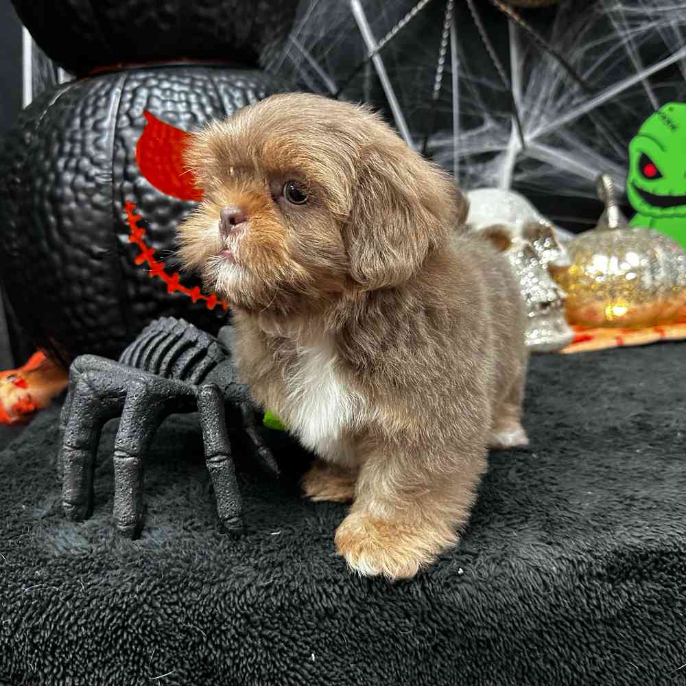 carousel pet images
