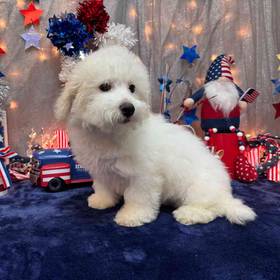 Bichon