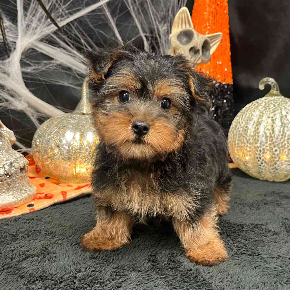 Image of a pet breed in the gallery