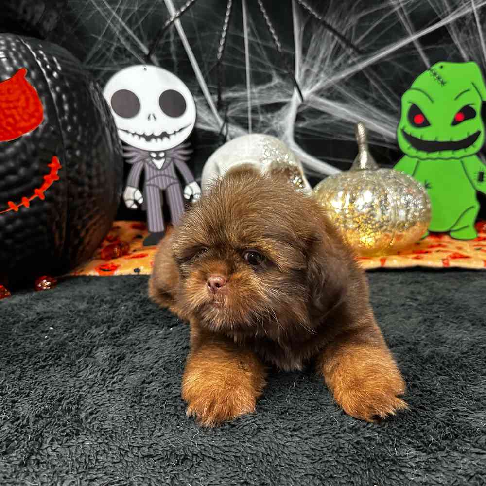 carousel pet images