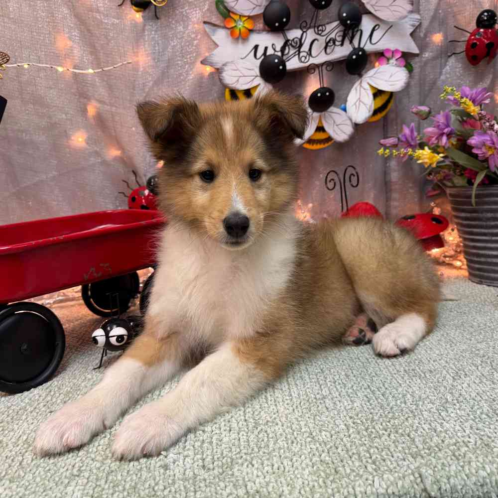 carousel pet images