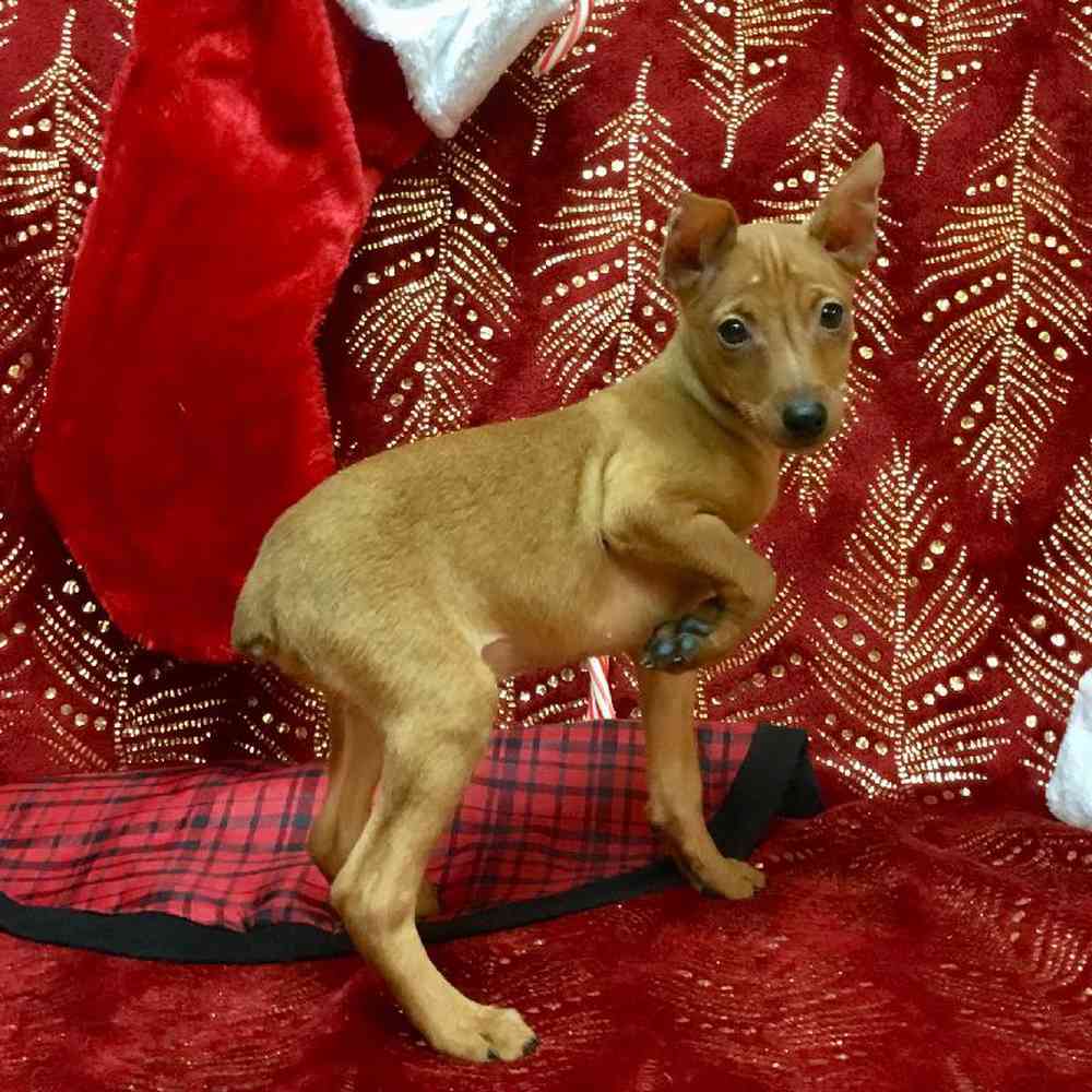 carousel pet images