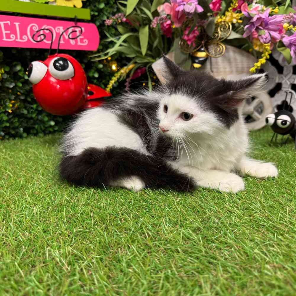 carousel pet images