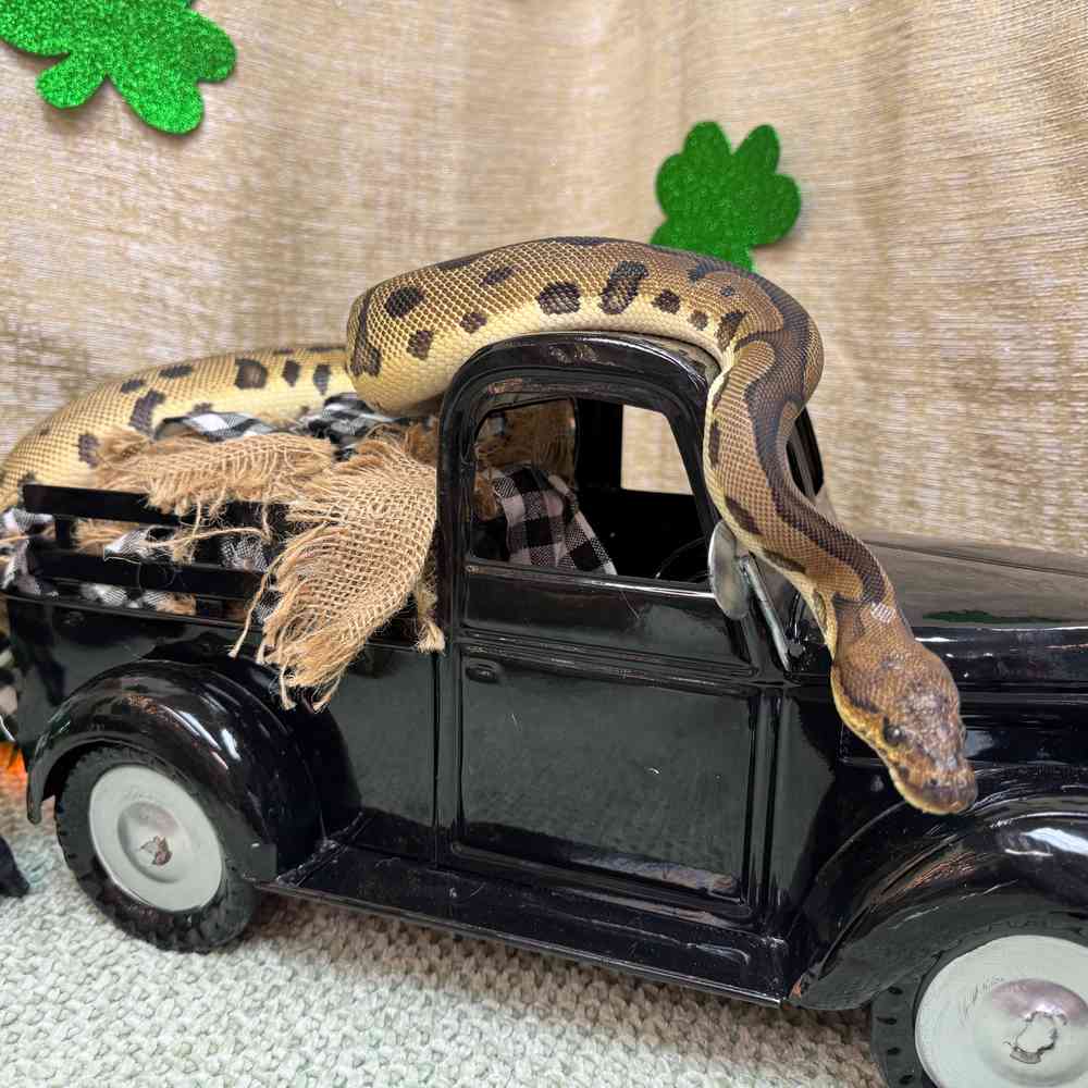 carousel pet images