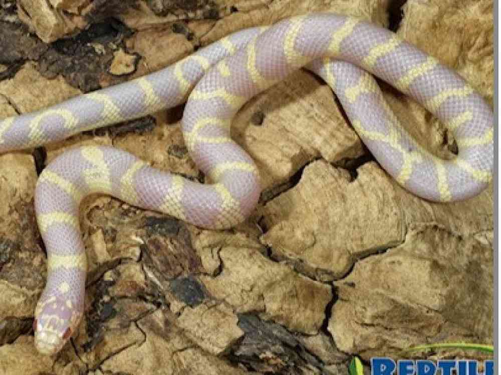 Unknown King Snake Reptile for Sale in Stafford, VA