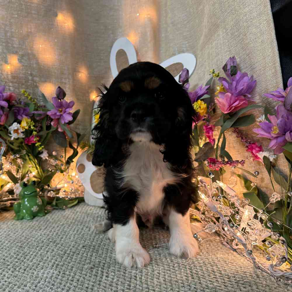 carousel pet images