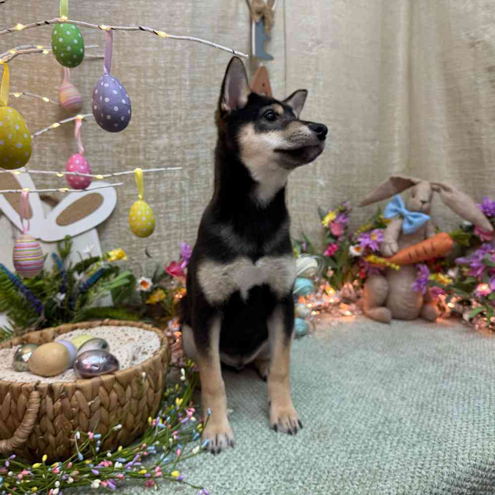 carousel pet images