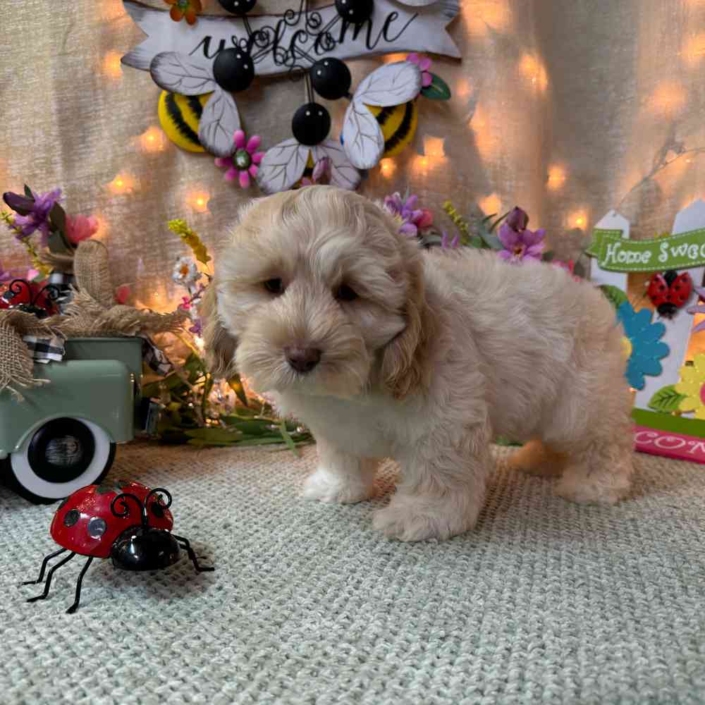 carousel pet images