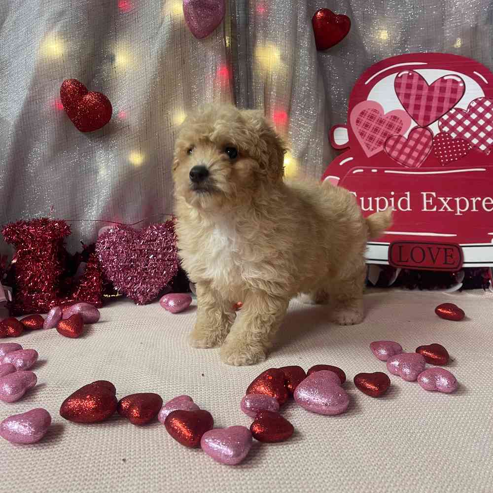 carousel pet images