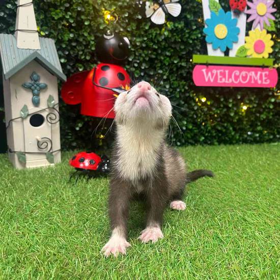 Ferret
