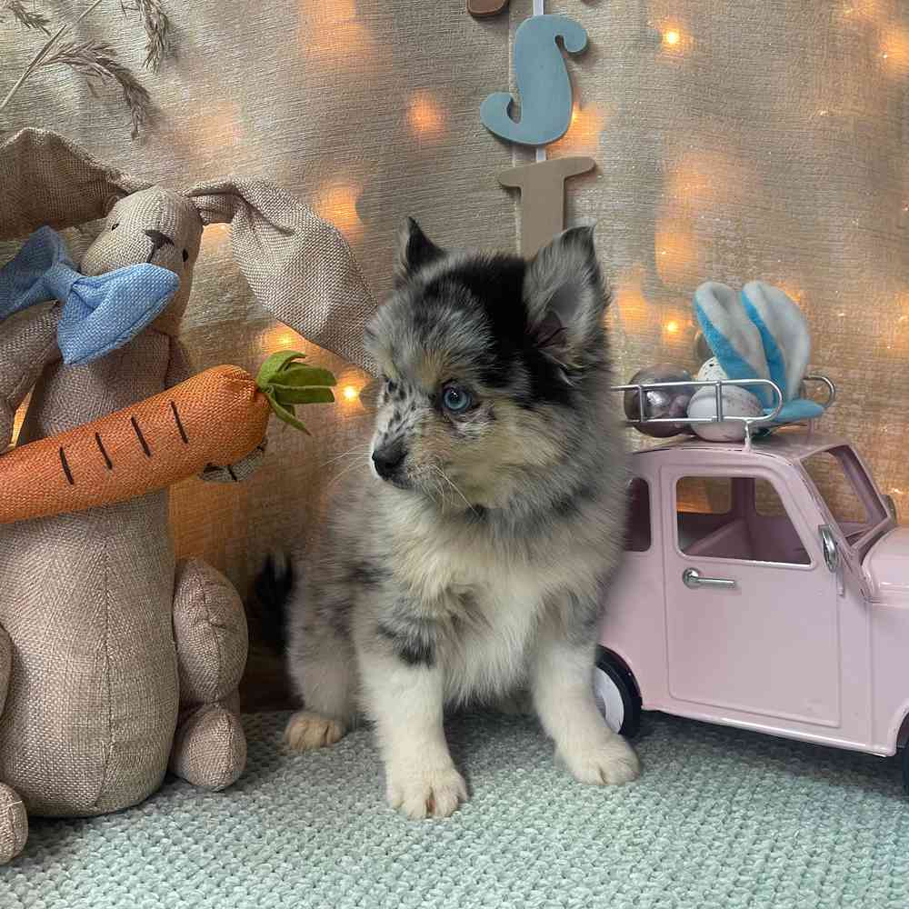 carousel pet images