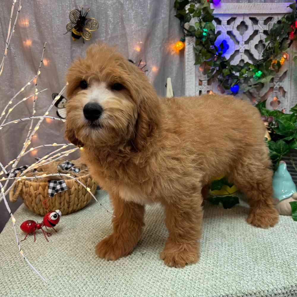 carousel pet images