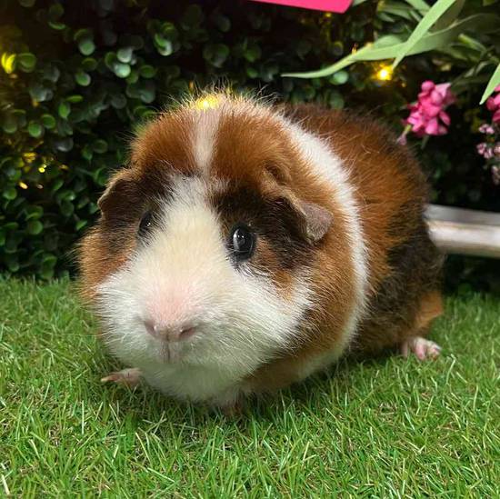 Adoption Guinea Pig