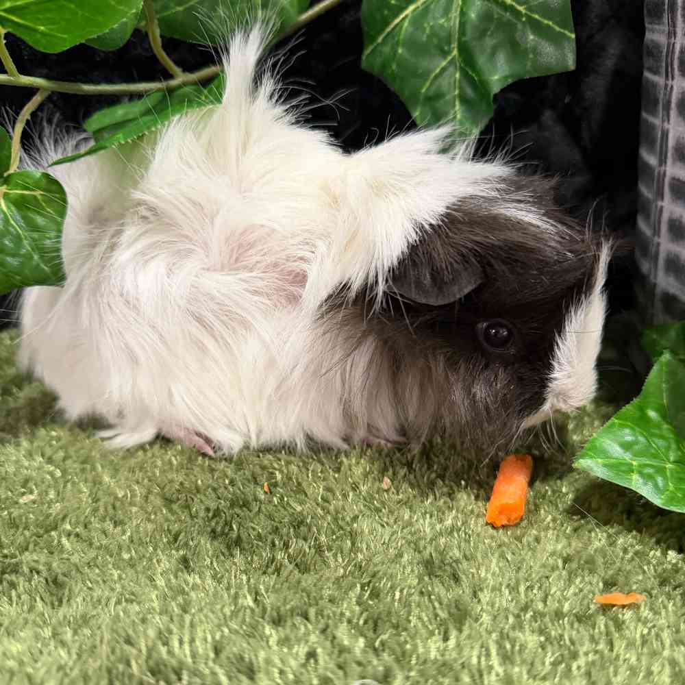 carousel pet images