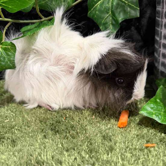 Peruvian Guinea Pig